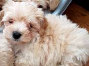 Stunning White Teacup Maltese Pup Available TEXT OR CALL  (321) 420-4369