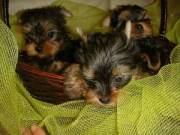Beautiful Teacup Yorkie Pups for Sale