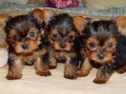 Gold Yorkie Puppies Available
