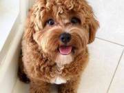 teacup Poodle Puppies ready for adoption