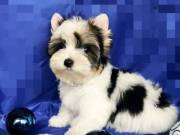  Cute and Adorable Tea cup Yorkie puppies for adoption