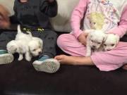 Females and Males Potty Maltese puppies for Adoption (786) 572-1389