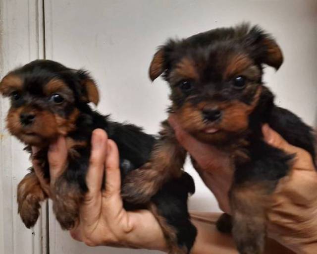 available male and female teacup yorkie puppies available - Picture