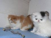 2 charmig kittens available