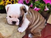 Adorable Pure Breed English bull Puppy For Rehoming (539)202-8885