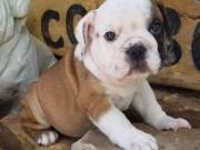 Cute and gorgeous English bull puppy available for rehoming