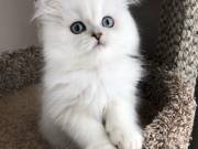 Persian kittens for sale in USA