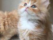 Persian kittens for sale in USA