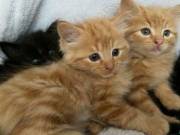 Smart Maine Coon  kittens ready.Contact (973) 358-4685
