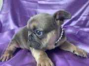 French Bulldog puppies for sale