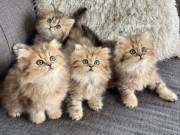 Persian kittens for sale in USA