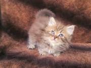 Persian kittens for sale near me