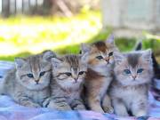 Persian kittens for sale near me