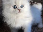 Persian kittens for adoption