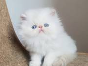 Persian kittens for adoption