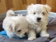  Teacup trained Maltese puppies male & female for sale  ‪+1‪(734) 335-0571‬