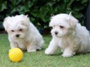 Intelligent Maltese Pups **FREE** Adoption  ‪+1‪(734) 335-0571‬
