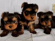Three CKC Yorkie Puppies