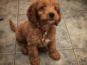 Cockapoo puppies for adoption