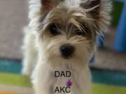 Teacup Yorkie puppies (510) 322-8444
