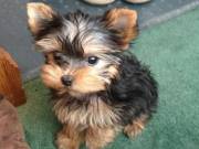 Female and male Teacup Yorkie puppies (510) 322-8444