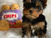 Adorable Teacup Yorkie puppies for adoption (510) 322-8444