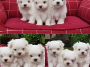 Super Adorable Teacup Maltese Puppies  ‪+1‪(734) 335-0571‬