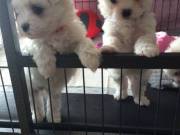 Two Teacup Maltese Puppies for sale near me.