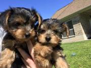 Gorgeous Teacup Yorkie Puppies!