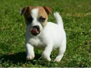 !Beautiful True Black/White Jack Russel Male!