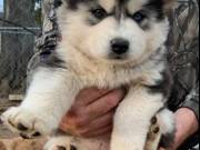 /*Siberian Husky Puppies*/