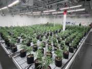  Cannabis Store is an American Dispensary located in California  +1 (925) 276-2185