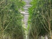  Cannabis Store is an American Dispensary located in California  +1 (925) 276-2185