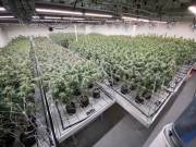  Cannabis Store is an American Dispensary located in California  +1 (925) 276-2185