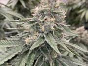 Cannabis Store is an American Dispensary located in California  +1 (925) 276-2185