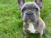 French Bulldog puppies for sale