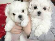 Potty trained teacup Maltese puppies for adoption +1(737) 277-0607  