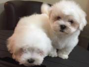 Exceptional Quality Maltese Puppies