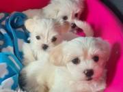  Potty trained teacup Maltese puppies for adoption +1(737)277-0607        