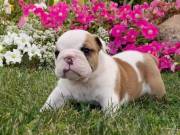 English Bulldog For Sale