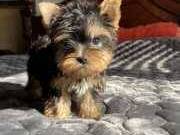 Super Cute and Gorgeous Yorkie puppies for sale now