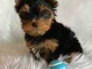 Extremely Great Yorkie puppies AKC Reg