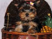 Yorkie Male & Female Ready Today!