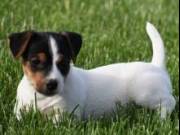 Jack Russell terrier puppy (Bella)