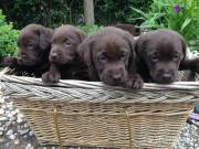 &&&^Labrador Retriever Puppies^^^!@#