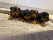 Adorable Yorkshire puppies available for new homes