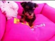 AKC registered purebred Yorkie puppies for a good