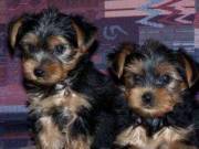 Healthy Beautiful and Very Nice Yorkies