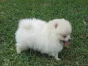 Gorgeous mini Teacup Pomeranian puppies available 