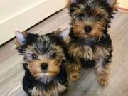  adorable Yorkie puppies available